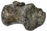 Sauropod (Barosaurus?) Distal Caudal Vertebra - Wyoming #377913-2